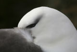 Black-browed Albatrosses